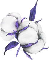 Illustration de fleurs de coton